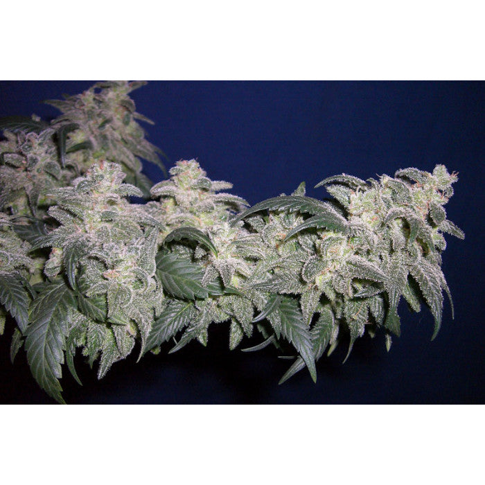 THC 16-20%  CBD 0.1%  Indica/Sativa Ratio 50% Indica / 50% Sativa  Flowering Time Indoor 56 Days  Harvest Month (n.L) Mid October  Harvest Month (s.L) Mid April  Effect/Buzz Pleasant Sativa-Indica high  Smell/Taste Floral, Aromatic  Yield Outdoor (GR/PP) 500 Gr