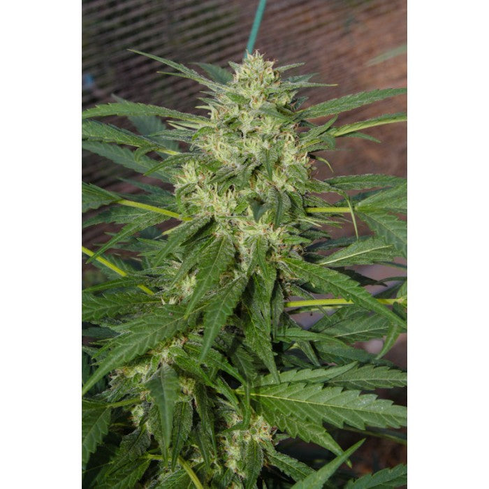Pandora Autofloreciente - Paradise Seeds Pack x 3