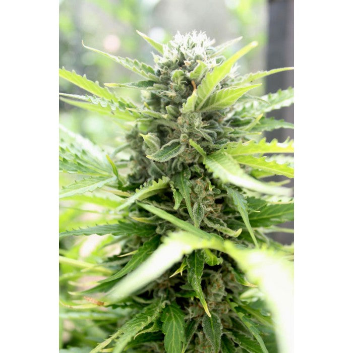 Pandora Autofloreciente - Paradise Seeds Pack x 3
