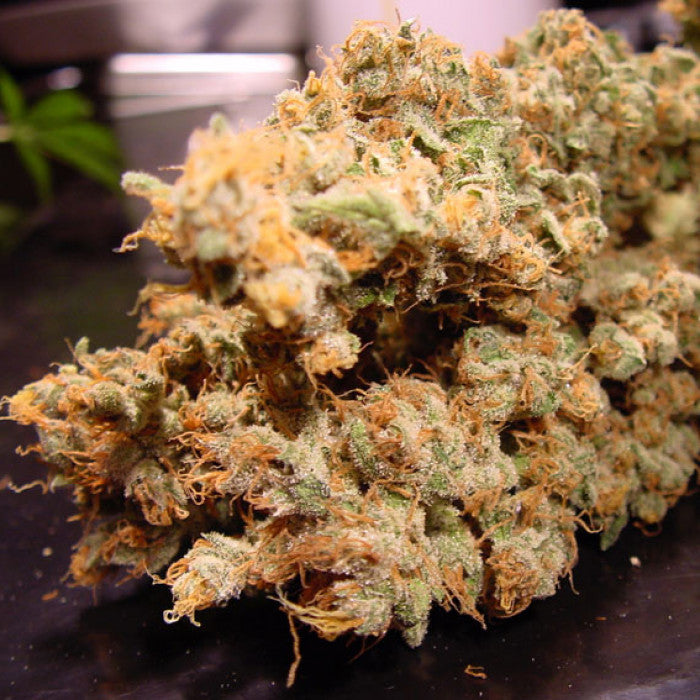 THC: 17-21% CBD: 0.1% 75% Sativa 25% Indica Tiempo: 65 días Efecto: Relajación Sabor: Dulce, Sabroso