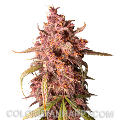 Purple Punch Autofloreciente - Seed Stockers - Pack x 3