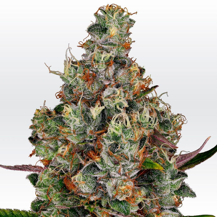 Rainbow Road Feminizada - Paradise Seeds Pack x 3