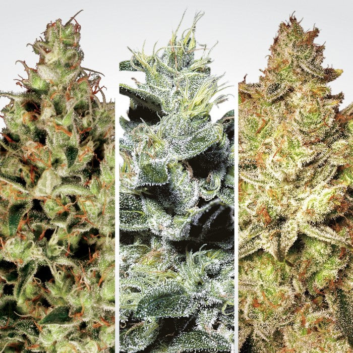 Sativa Champions - Paradise Seeds Pack x 6
