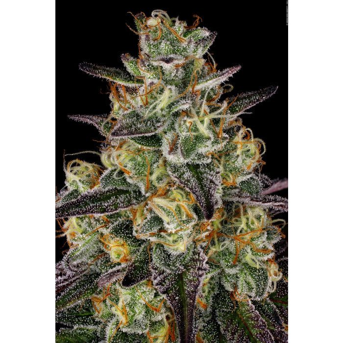 El Dorado OG Feminizada - Paradise Seeds Pack x 3