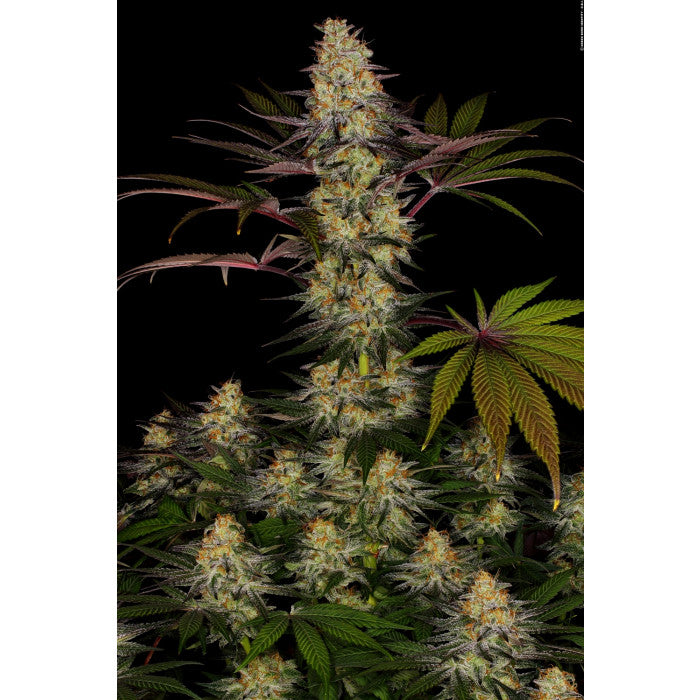 El Dorado OG Feminizada - Paradise Seeds Pack x 3