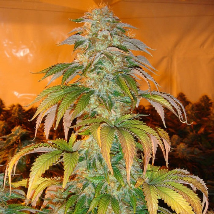 Spoetnik #1 - Paradise Seeds Pack x 3
