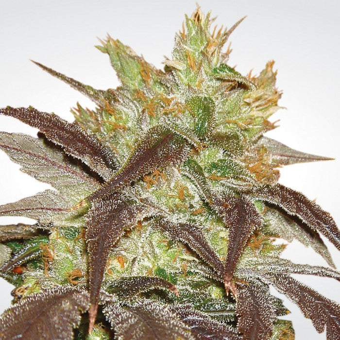 Spoetnik #1 - Paradise Seeds Pack x 3