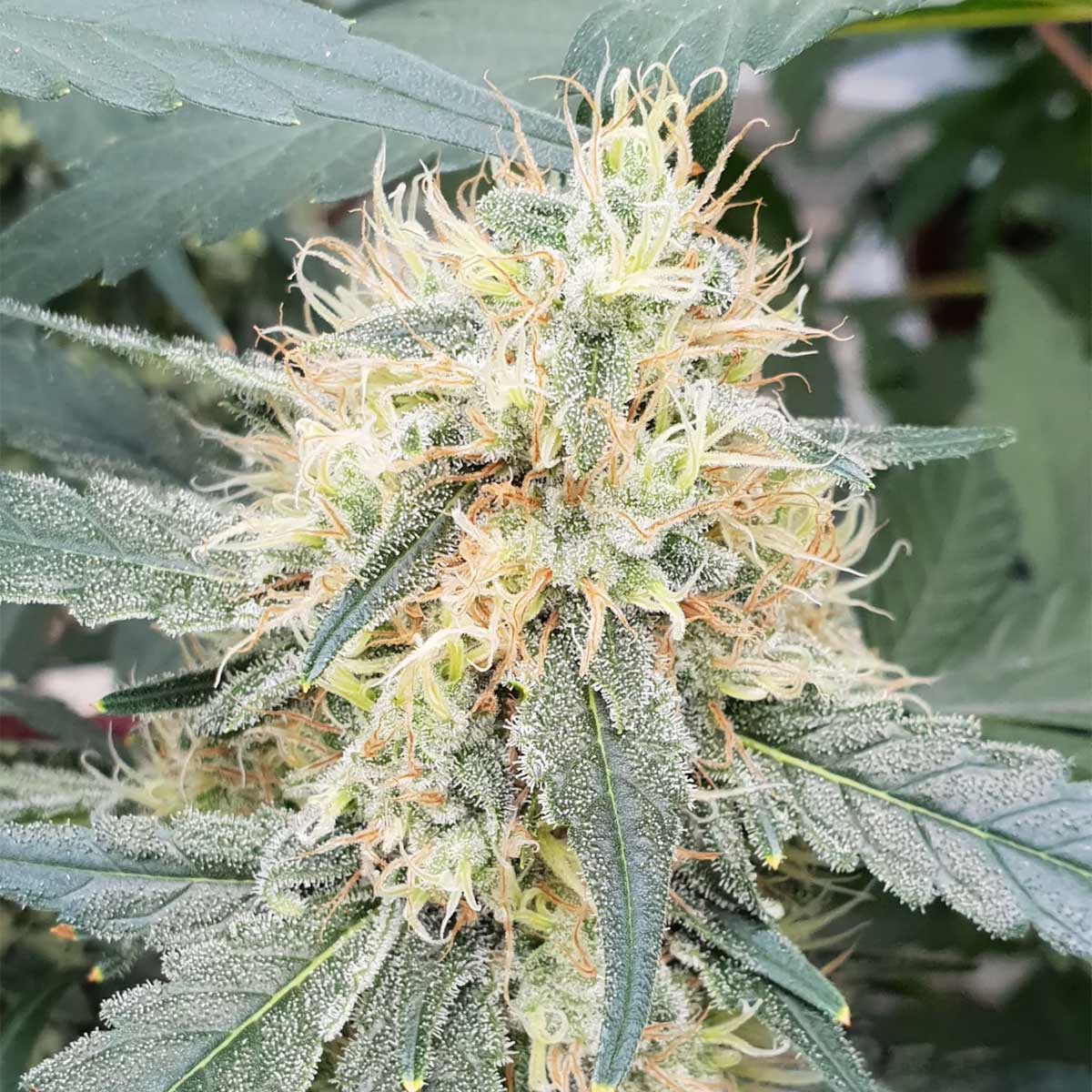 Stromboli Auto - Paradise Seeds Pack x 3