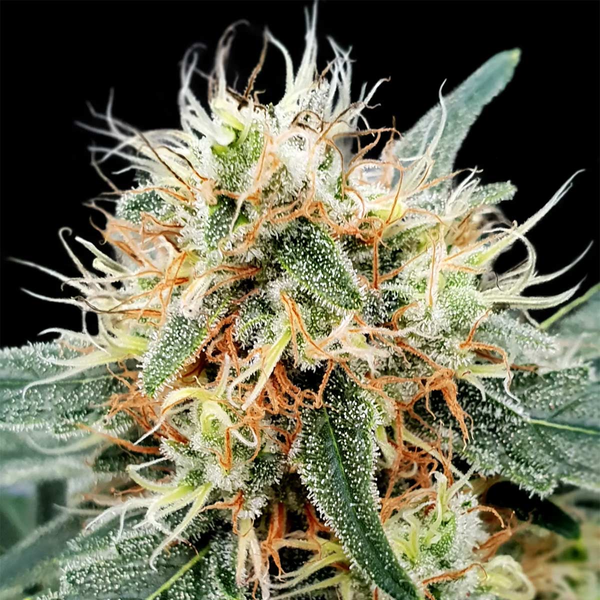 Stromboli Auto - Paradise Seeds Pack x 3