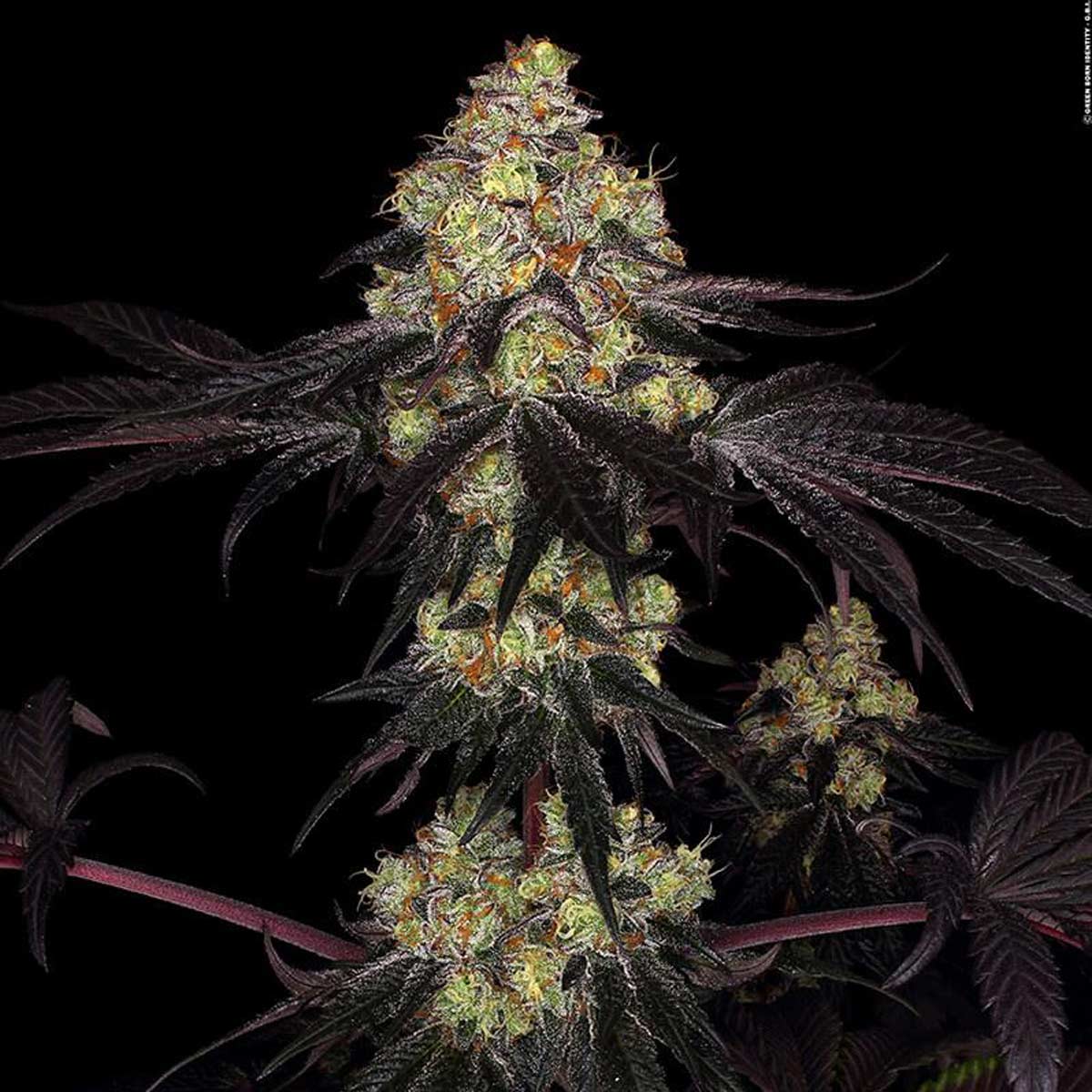 Sunset Paradise - Paradise Seeds Pack x 3