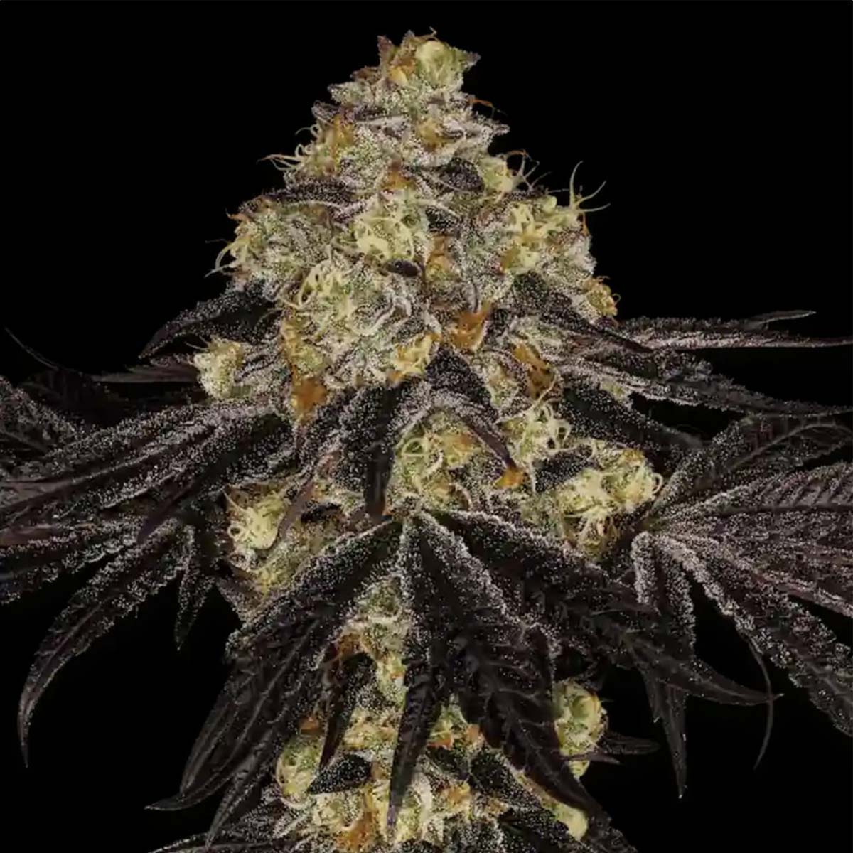 Sunset Paradise - Paradise Seeds Pack x 3
