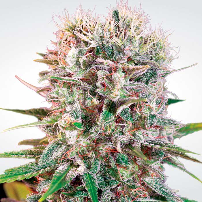 Wappa Feminizada - Paradise Seeds Pack x 3