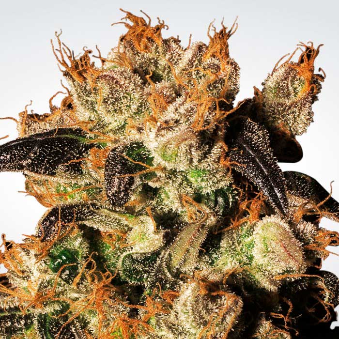 White Berry Feminizada - Paradise Seeds Pack x 3