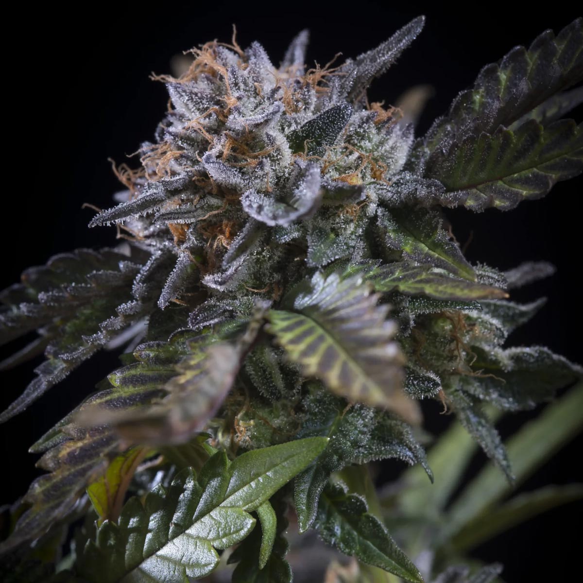 White Noise - Paradise Seeds Pack x 3